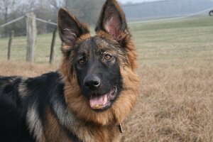 IMG_0015